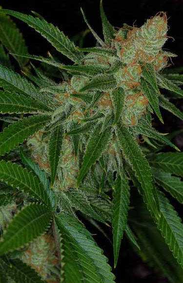 Vortex TGA Subcool Seeds
