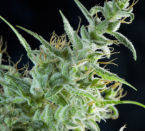 White Bhutanese