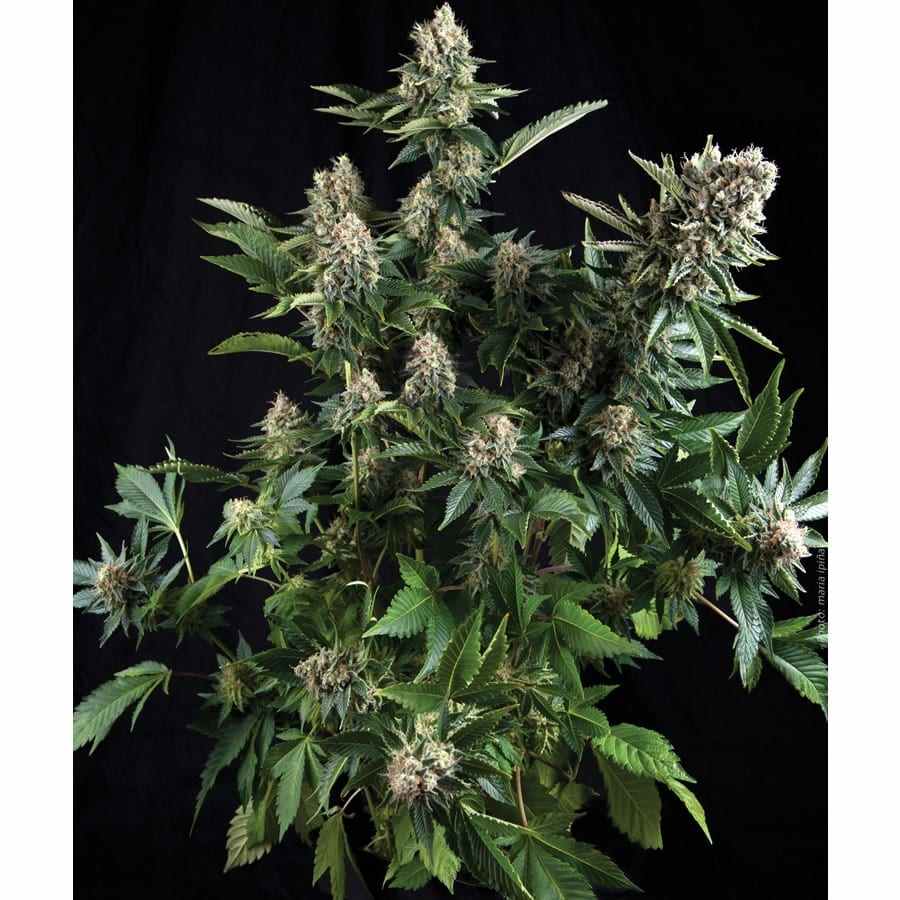 White Widow