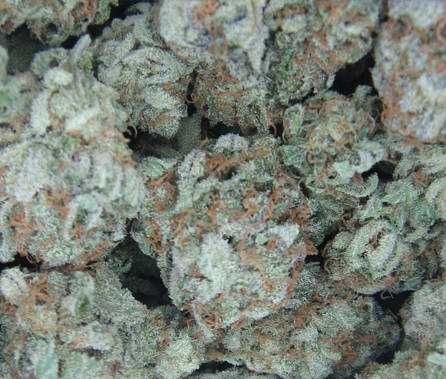 White Widow