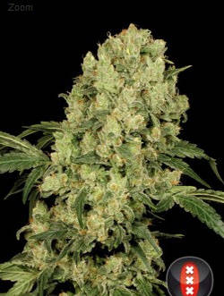 Ak47 Serious Seeds