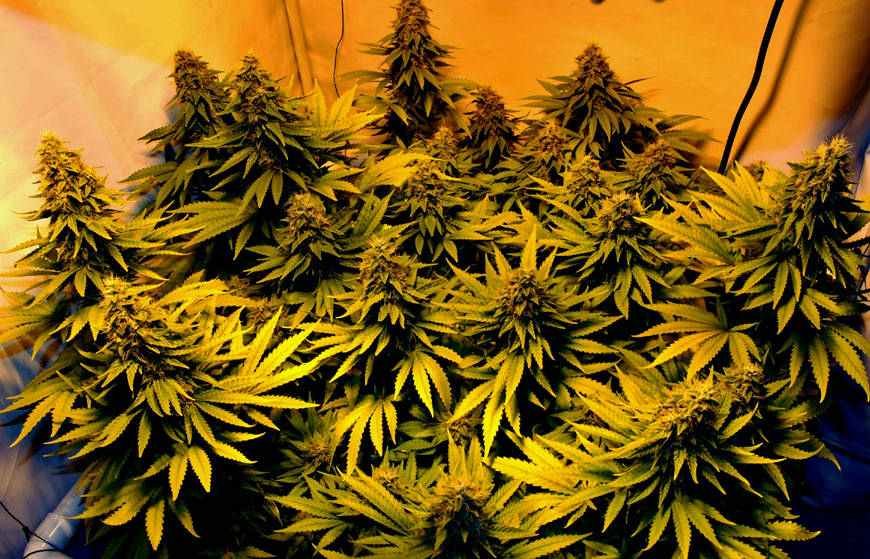 Amnesia Haze