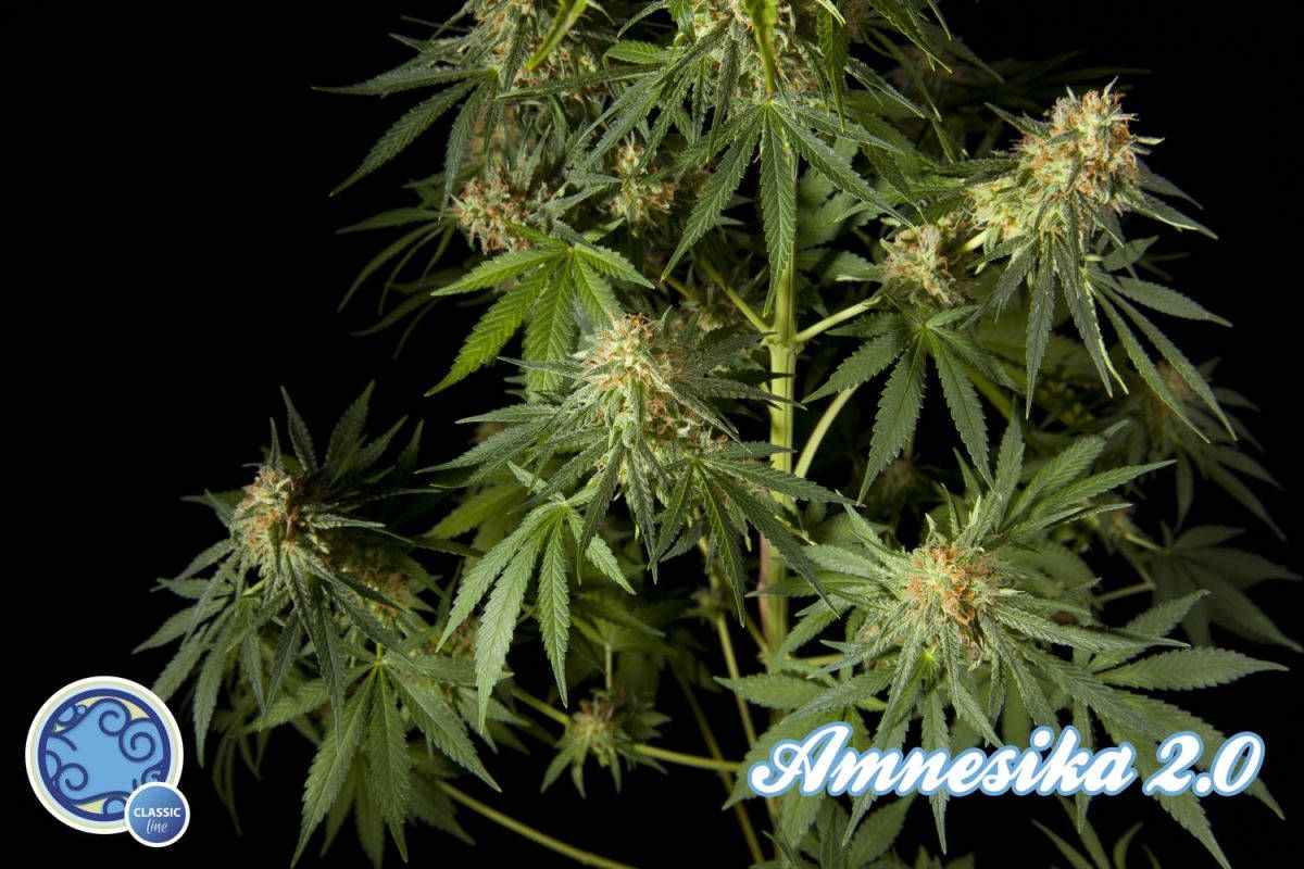 Amnesika