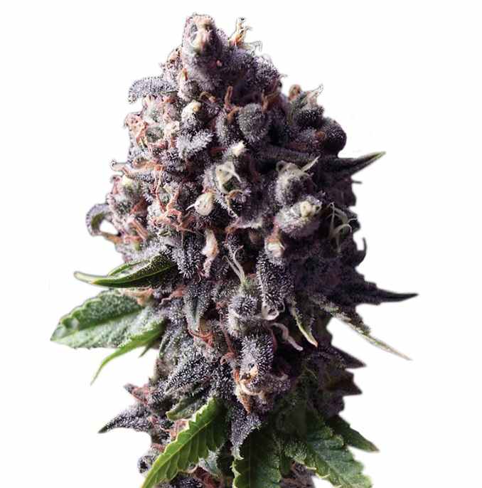 Auto Purple