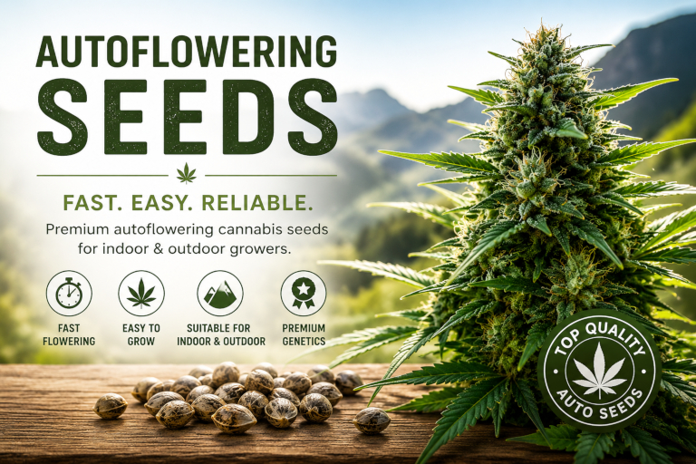 Autoflowering Cannabis Zaden