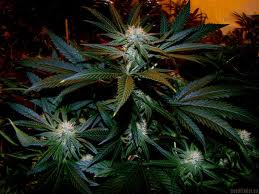 Black Domina seeds