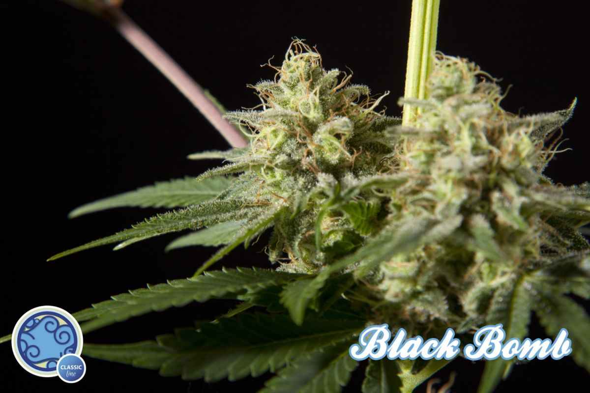 Black Bomb