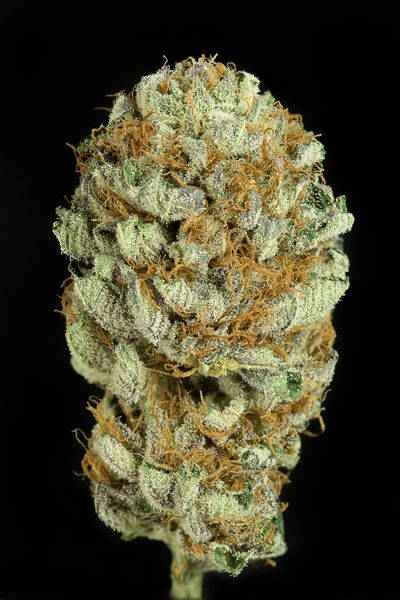 Blue Kush