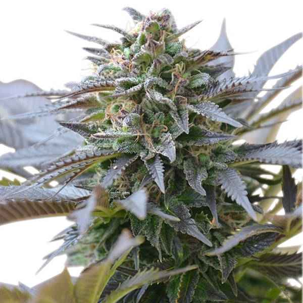 Blue Mystic