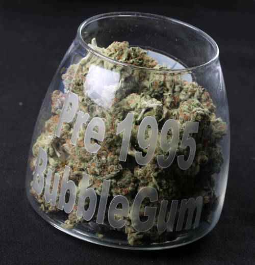 Bubblegum TH SEEDS