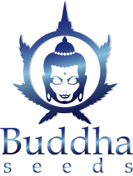 Buddha Seeds