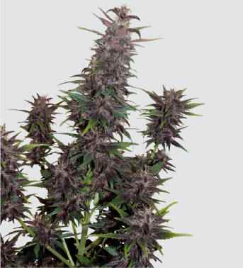 Buddha Purple Kush