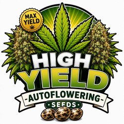 Hoge Opbrengst Autoflowering Cannabis Zaden