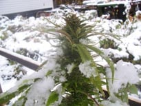 Koud Klimaat CannabisZaden