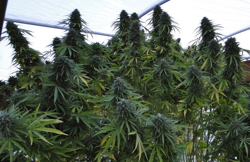 Critical Jack Auto