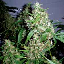 Critical Kush Auto