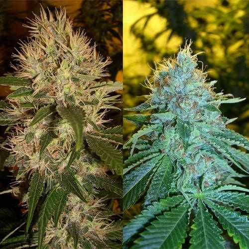 Martian Kush