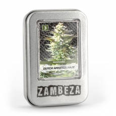 Dutch Amnesia Haze