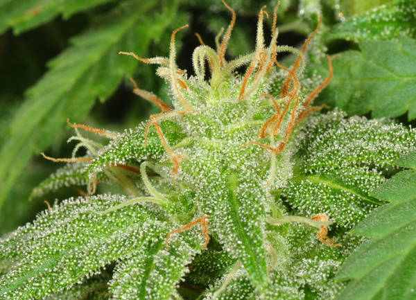 Electric Lemon G
