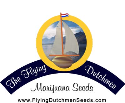 The Flying Dutchmen Seeds