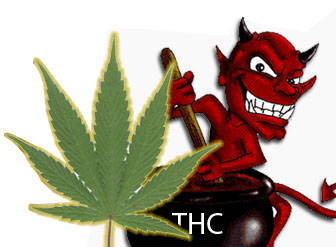 CannabisZaden Hoog THC-Gehalte