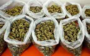 Hoge Opbrengst Cannabis Zaden