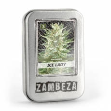 Ice Lady Zambeza Seeds