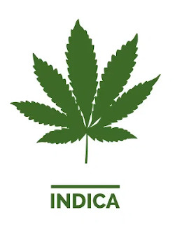 De beste gefeminiseerde Indica-zaden