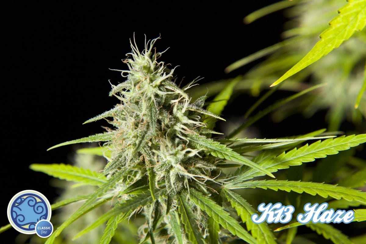 K-13 Haze
