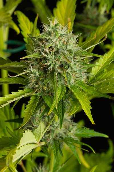 Kush-N-Cheese Autoflowering