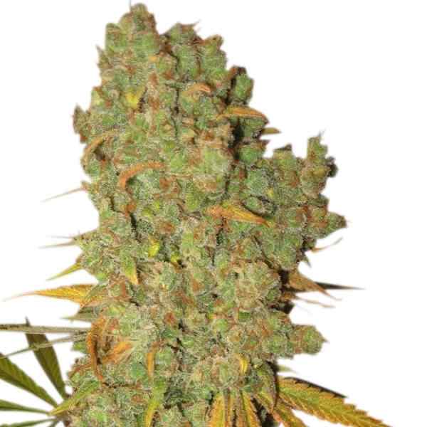 special Kush