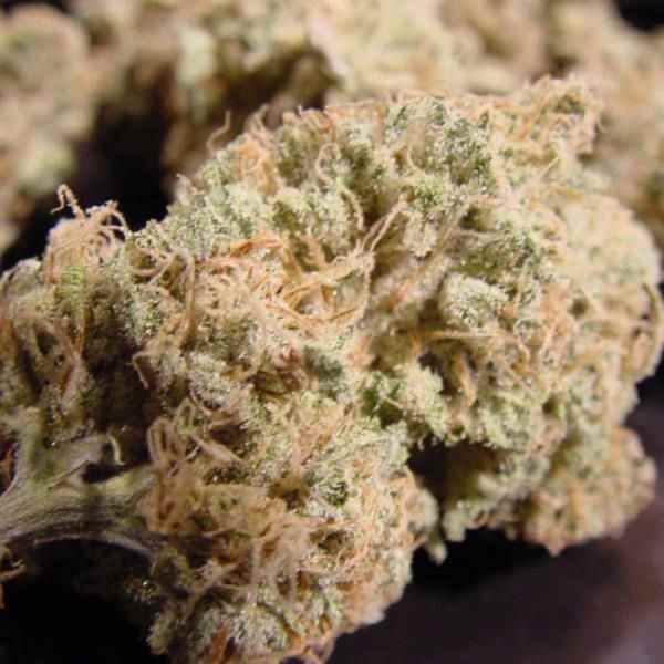 Nebula paradise seeds