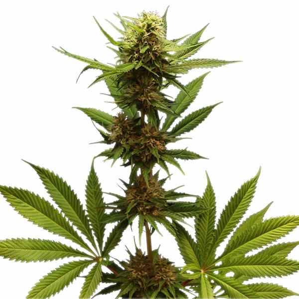 Northern Light Strain Review 