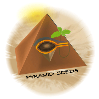Pyramid Seeds