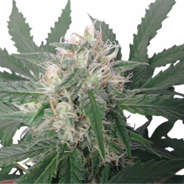 Royal Bluematic