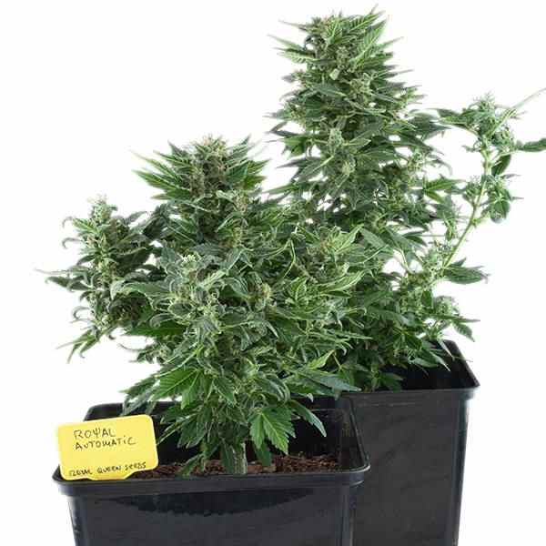 Royal Kush Automatic