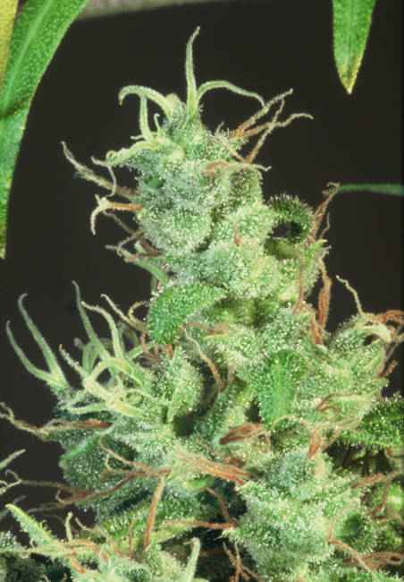 Sage TH Seeds