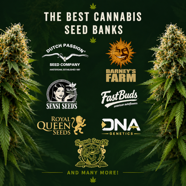 Beste cannabis zaadbanken en seedbanks