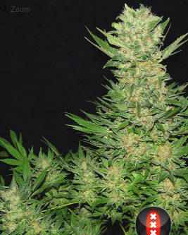Serious Seeds Double Dutch