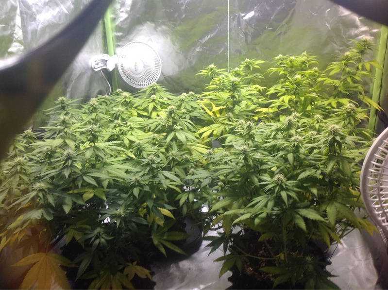 Somango XL