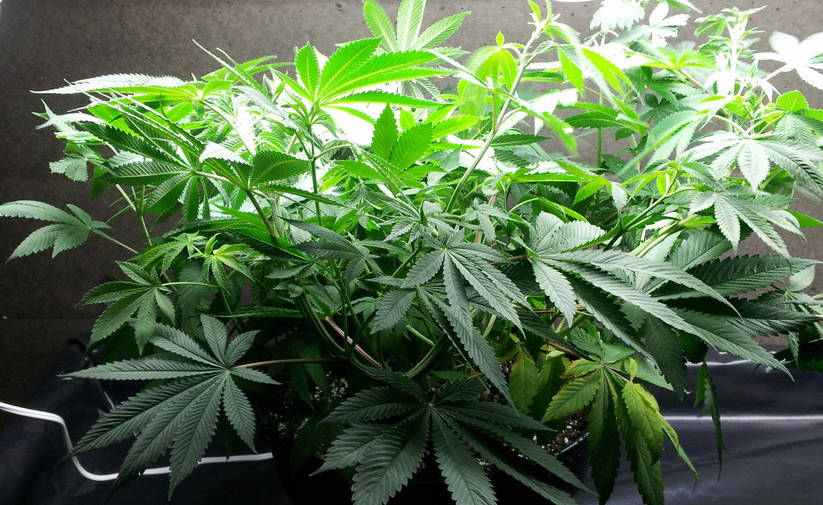 Sour Kosher