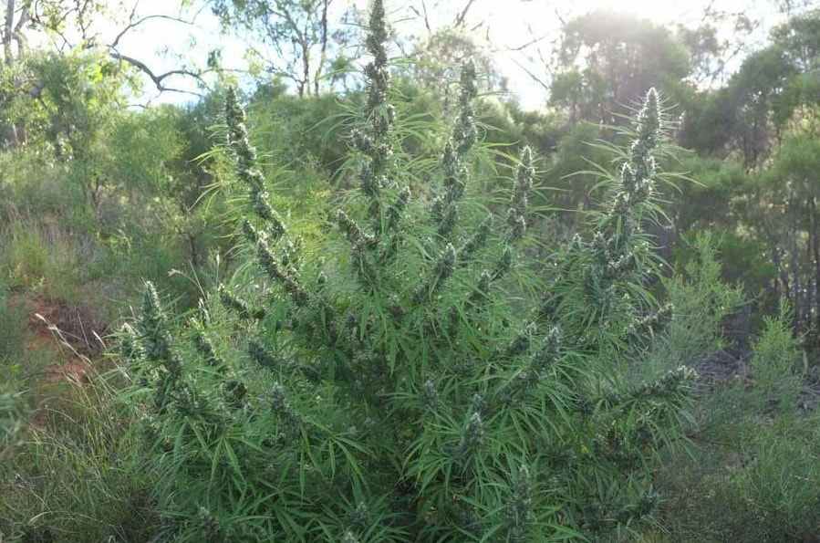 Super Silver Haze