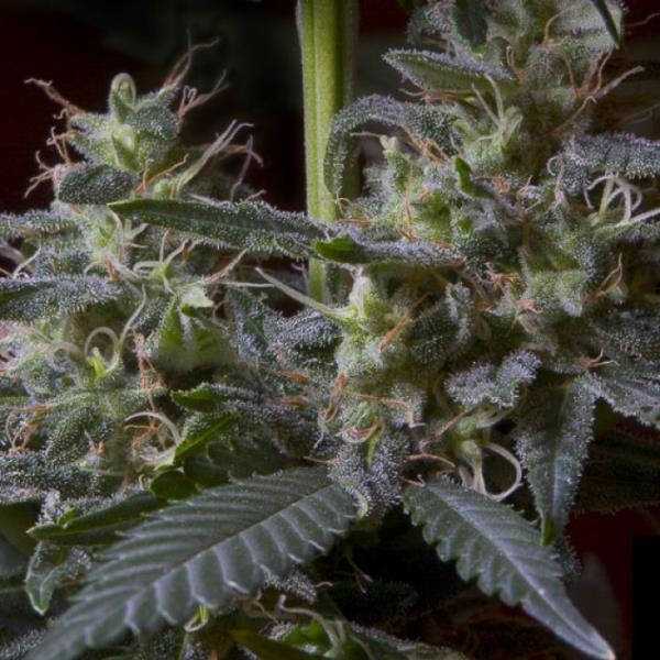Sweet Purple