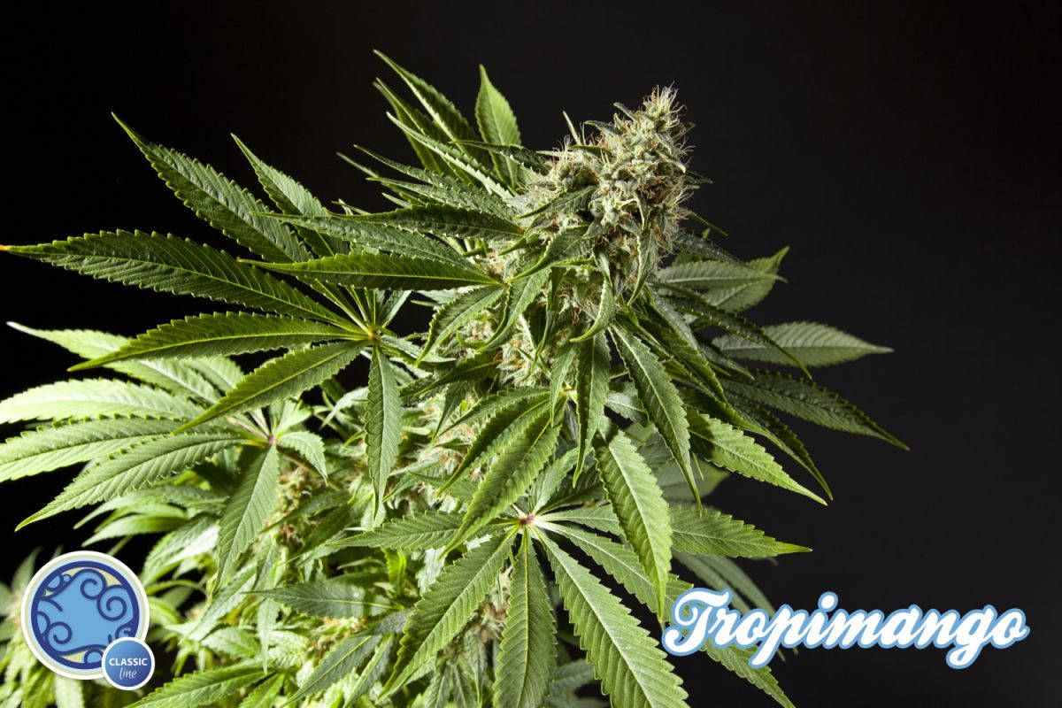 Tropimango