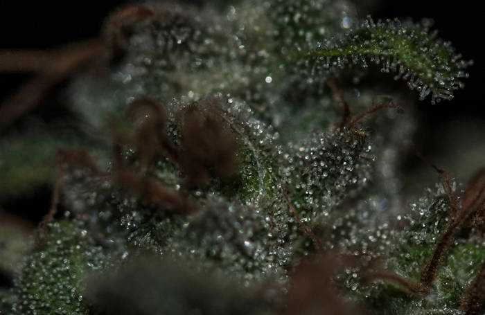 Underdawg OG