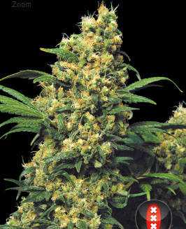 Warlock Serious Seeds