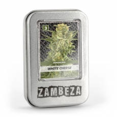 White Cheese strain