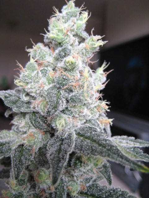 White Rhino Zaden