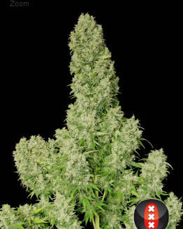 White Russian Serious Seeds
