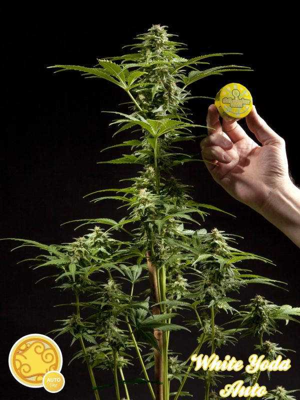 White Yoda Auto